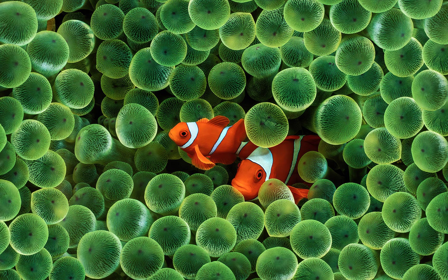 Apple iOS clownfish wallpaper Apple iOS clownfish wallpaper