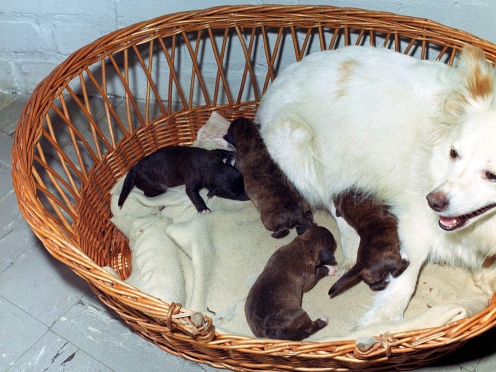 pushinka dog white house puppy litter basket jfk library