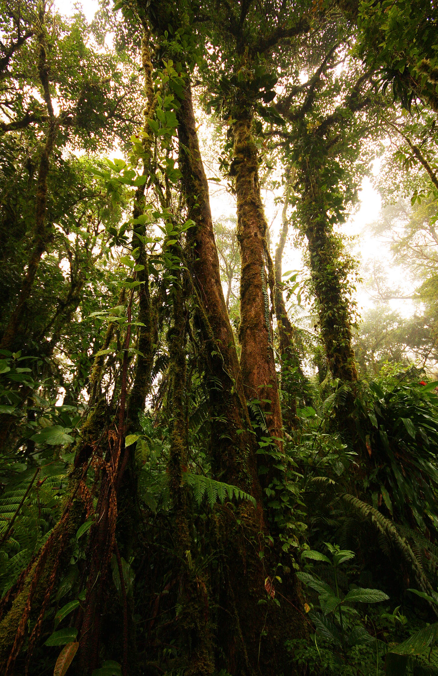 Costa Rica rainforest