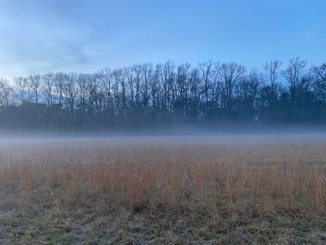 9 photos of Christmas trees (various firs) and mist-covered fields