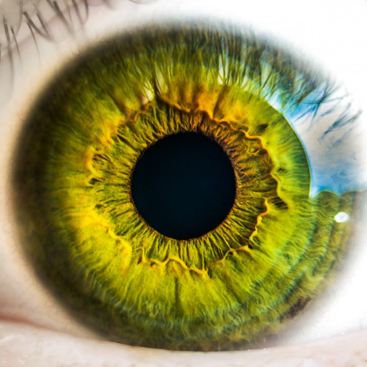 photography, flower, green, sight, color, yellow, circle, close up, human body, retina, iris, eye, vision, organ, eyeball, eyelashes, seeing, macro photography, eyesight, vision care