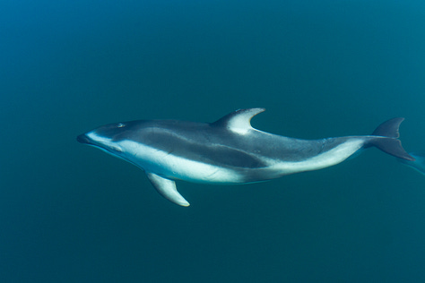 Photographs of Pacific white-sided dolphins swimming in clear waters.