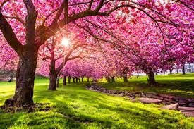 Spring Landscape Stock Photos ...