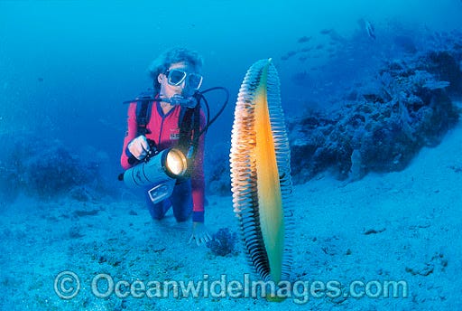 Sea Pen Stock Photos, Pictures and Images