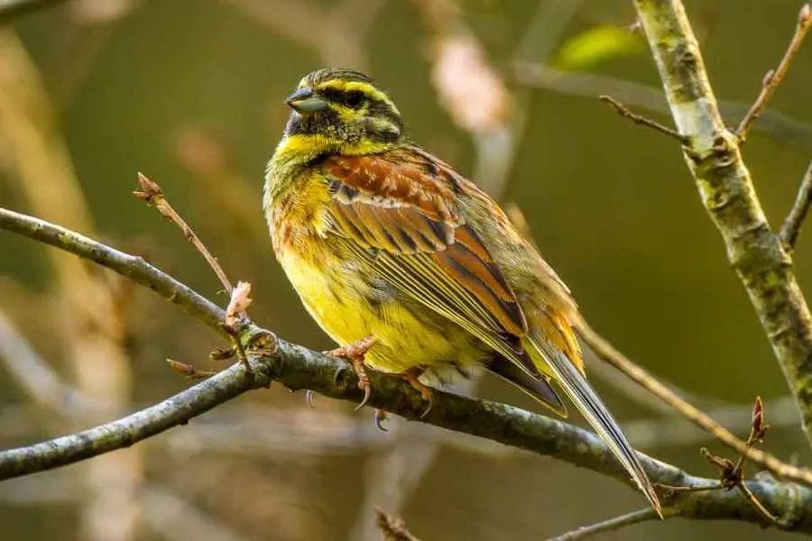 Gardens can provide vital habitats for birds like this North African Cirl Buntings Gardens can provide vital habitats for birds like this North African Cirl Buntings