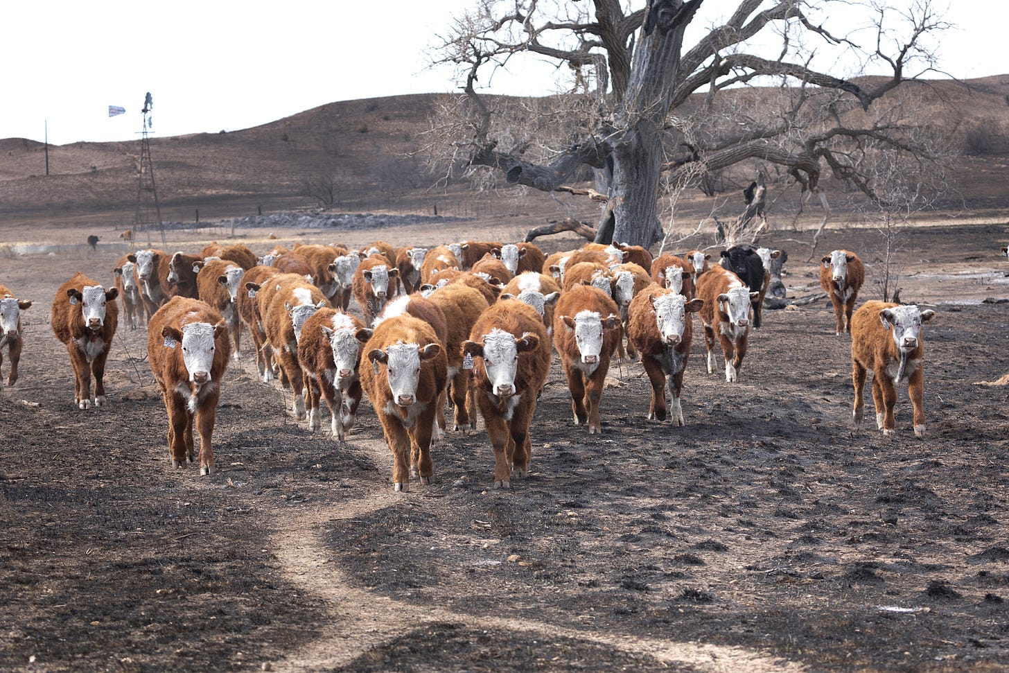 Cattle in a pasture burned by the Smokehouse Creek fire on March 05, 2024 near Canadian, Texas. (Photo by Scott Olson/Getty Images.)