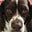 A_Very_Nice_Dog's avatar