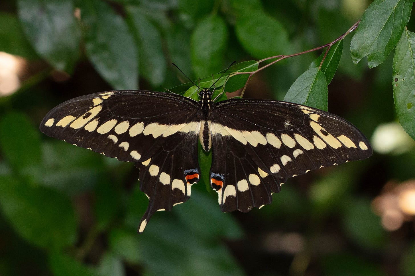 A large black butterfly with yellow spots forming lines tracing the outline of her outstretched wings. A long yellow spot, third from the edge of one hindwing, has a black spot in it, which is how I knew she was a female. A large black butterfly with yellow spots forming lines tracing the outline of her outstretched wings. A long yellow spot, third from the edge of one hindwing, has a black spot in it, which is how I knew she was a female.