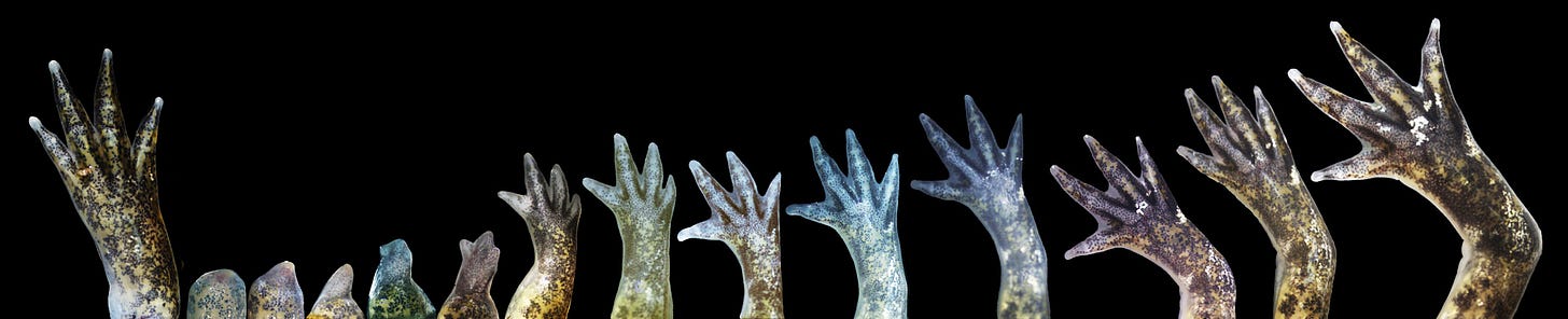 Composite photo sequence of an axolotl leg regenerating after an amputation.