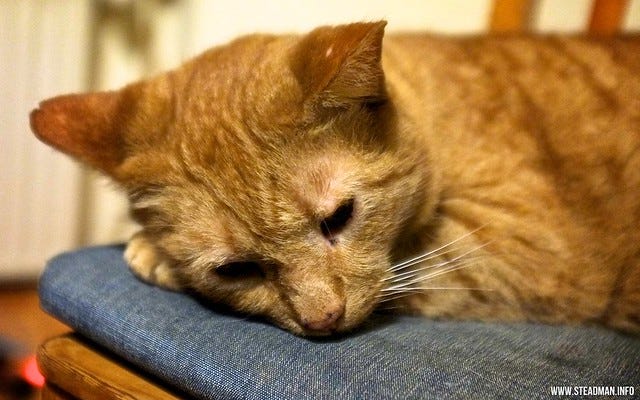 Sad Kitty Sad Kitty