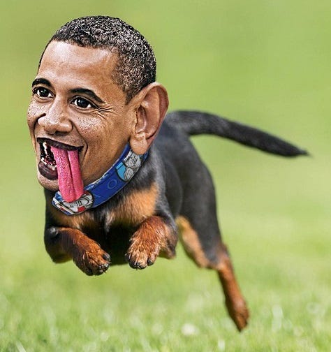 Obama as Trained Dog Obama as Trained Dog