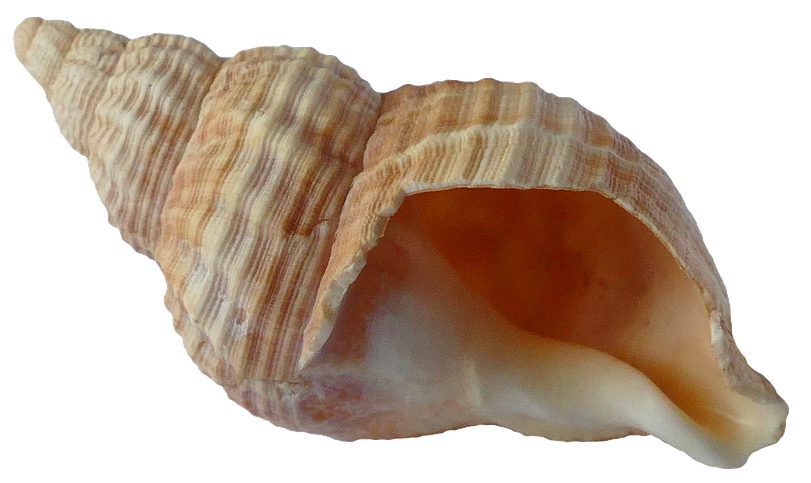 Seashell Clipart, Free Sea Shell PNG Images Download - Free Transparent PNG  Logos