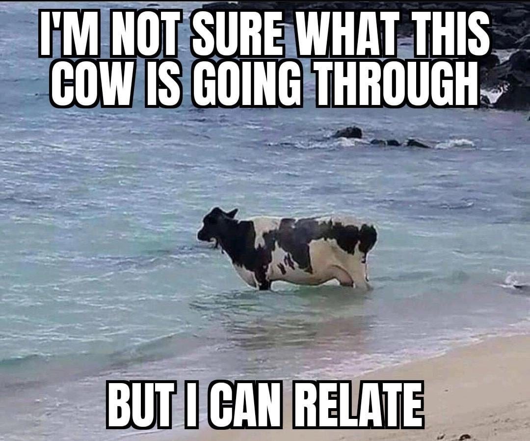 Never thought I'd relate to cow one day.. : r/memes