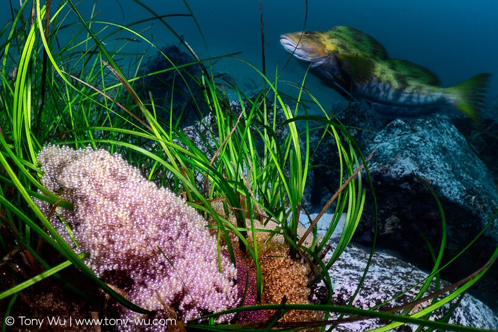Hexagrammos otakii patrolling around eggs