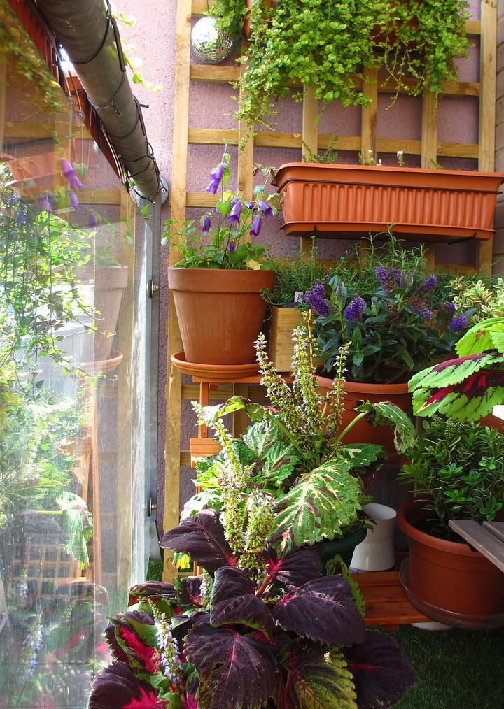 My first balcony garden on a London estate was no larger than 1m x 2m