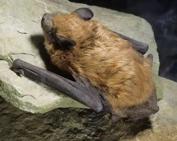 Big brown bat - Wikipedia