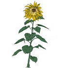 How To Make An Album From Some Sunflower Seeds