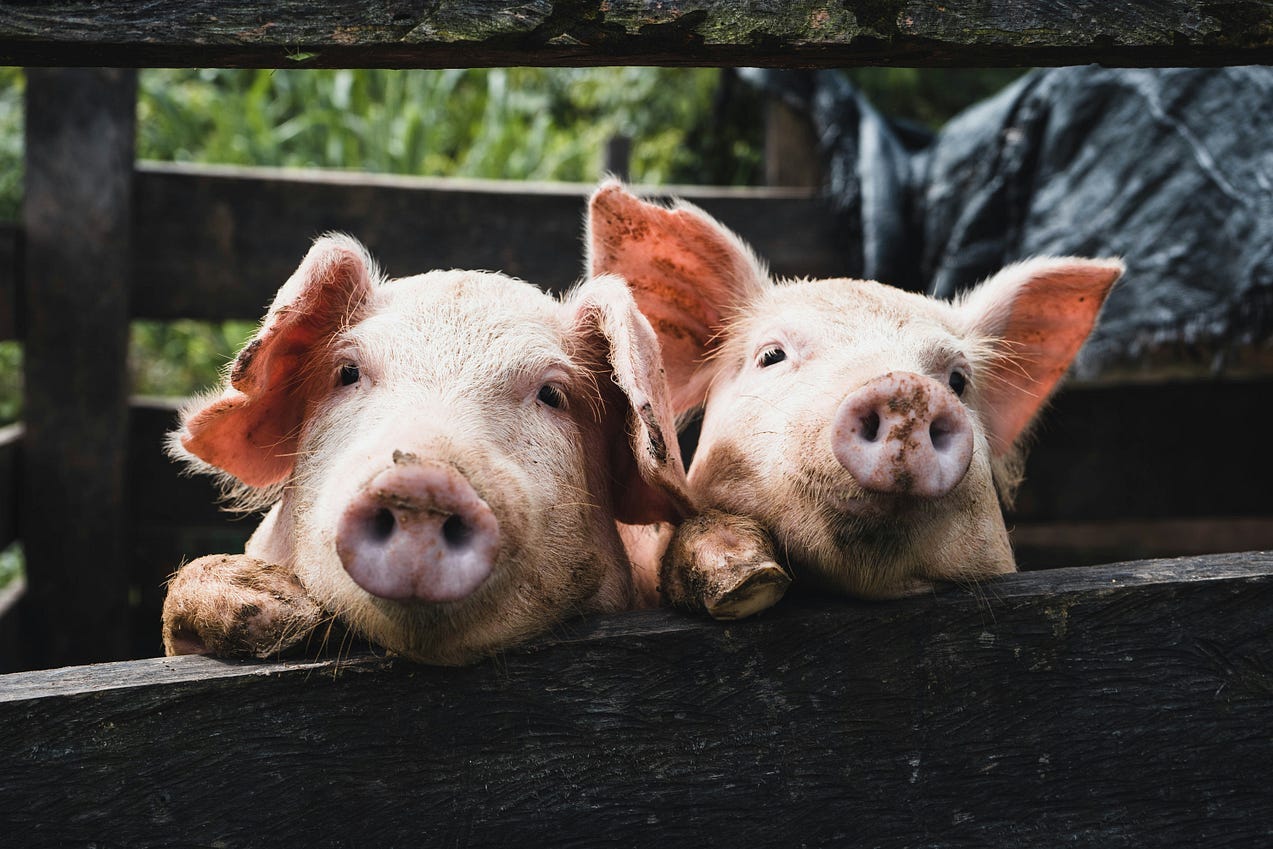 A photo of two pigs looking at the camera