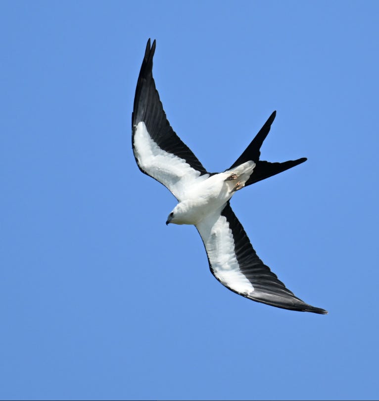 The image shows a majestic pelican soaring in the clear blue sky.
AI-generated content may be incorrect.