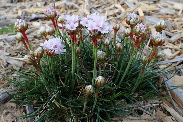 Armeria marítima aka Sea thrift Armeria marítima aka Sea thrift