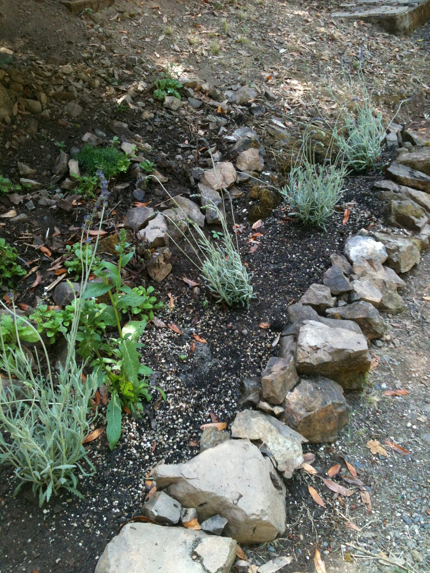 A patchof dirt lined with rocks, planted with a few green plants, in a simple garden.