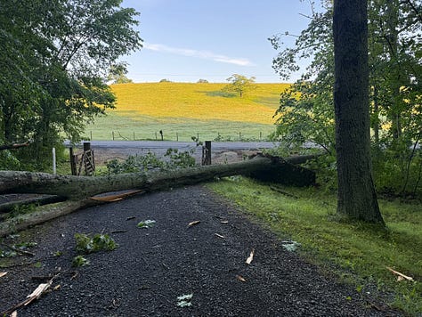 Three side-by-side photos showing storm-damaged oak trees and the resulting firewood. The left photo shows a large oak tree that fell across a driveway, blocking the path. The center photo shows another fallen oak tree on the opposite side of the driveway, with branches and trunk sections that need to be cut up. The right photo shows a pile of cut and split wood stacked on pallets near the edge of the woods after cleanup began.