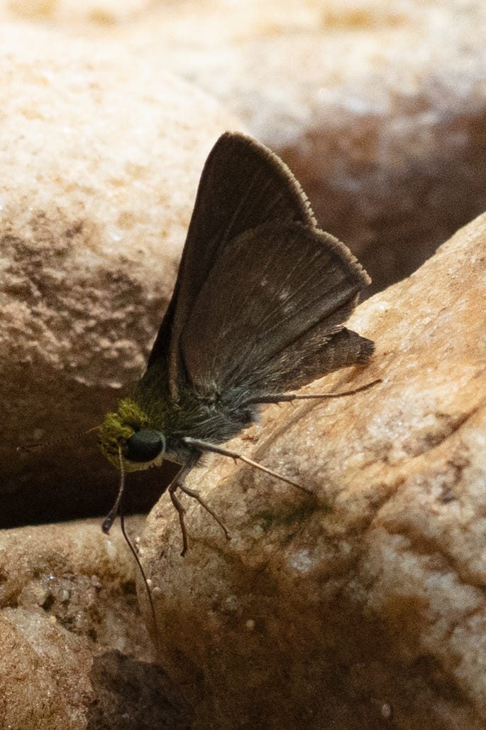 A black butterfly on rocks