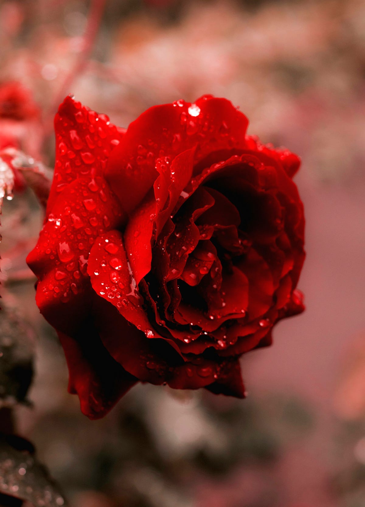 Photo of a red rose Photo of a red rose