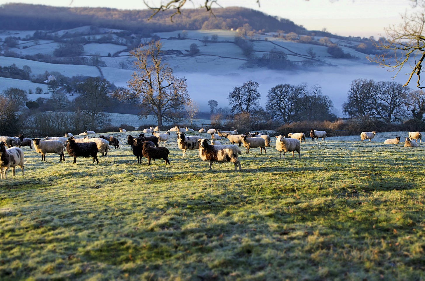 A peaceful English countryside at sunrise, captured by Mat Gyro. Rolling hills, misty fields, and grazing sheep bathed in soft golden light evoke the calm beauty of rural Britain.