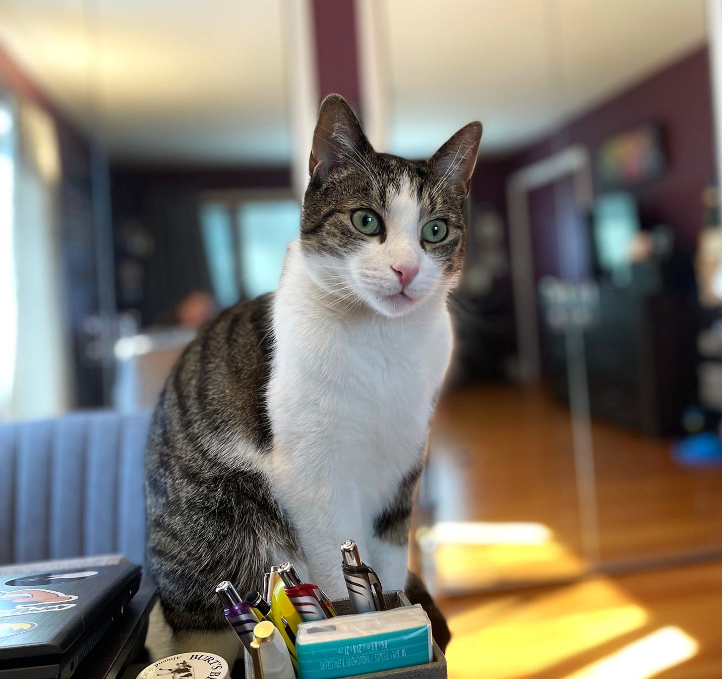 Fritz is looking attentively to the side of our view, sitting on a desk behind some pens. Fritz’s green eyes are wide and excited.