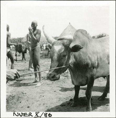 Nuer humped ox in South Sudan photographed by E. Evans Pritchard 1935 from the Pitt Rivers Museum South Sudan Project Nuer humped ox in South Sudan photographed by E. Evans Pritchard 1935 from the Pitt Rivers Museum South Sudan Project