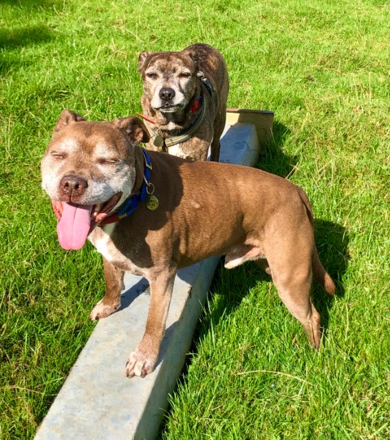 2 dogs standing on a trough