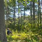 Decode: Nature as Medicine (Forest Bathing)