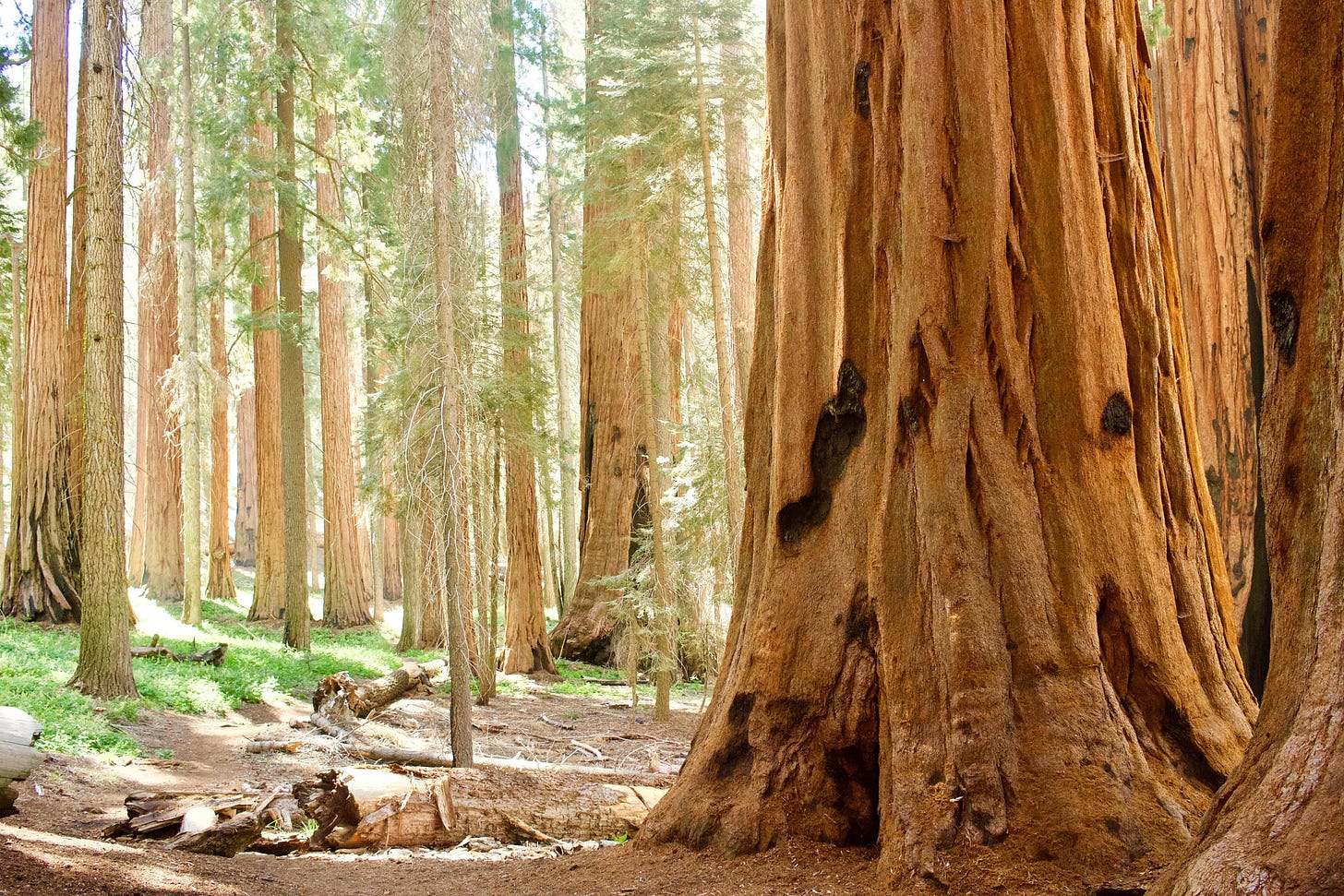 Giant Sequoia trees in California's Sequoia National Park [OC] [5184 x ...