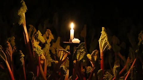 The English vegetable picked by candlelight