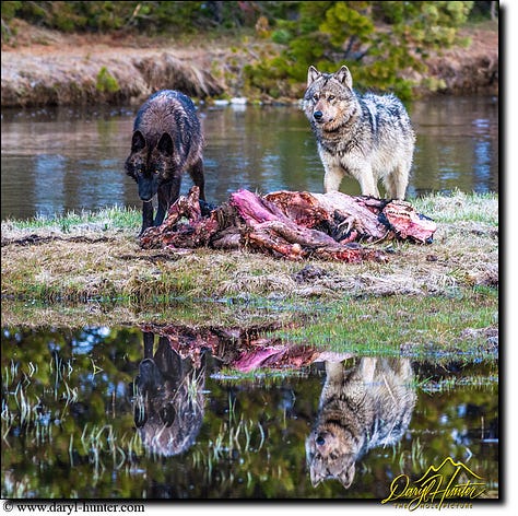 Reflection Images by Daryl L. Huntet