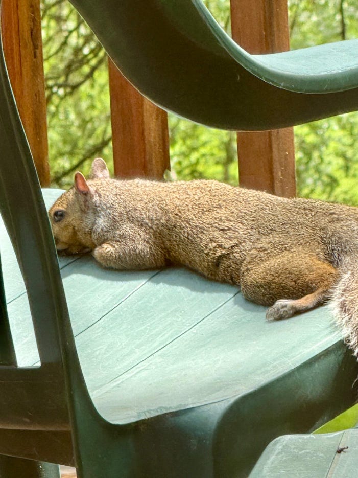 A squirrel lying on a chair

AI-generated content may be incorrect.