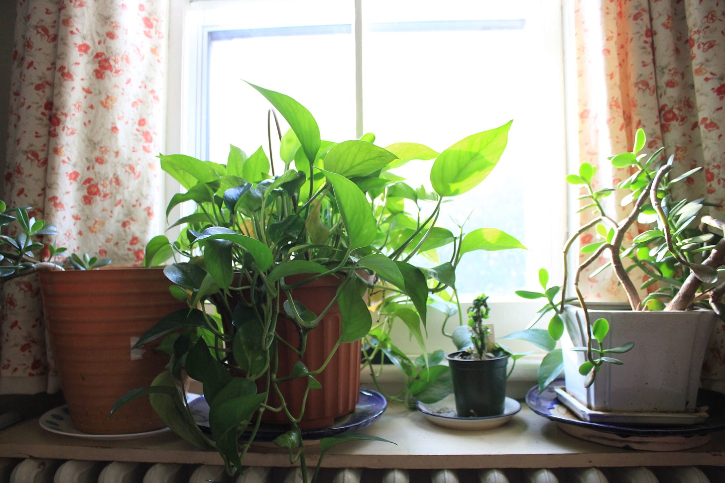 Collection of houseplants including pothos and jade plant on a windowsill with floral curtains and natural light.