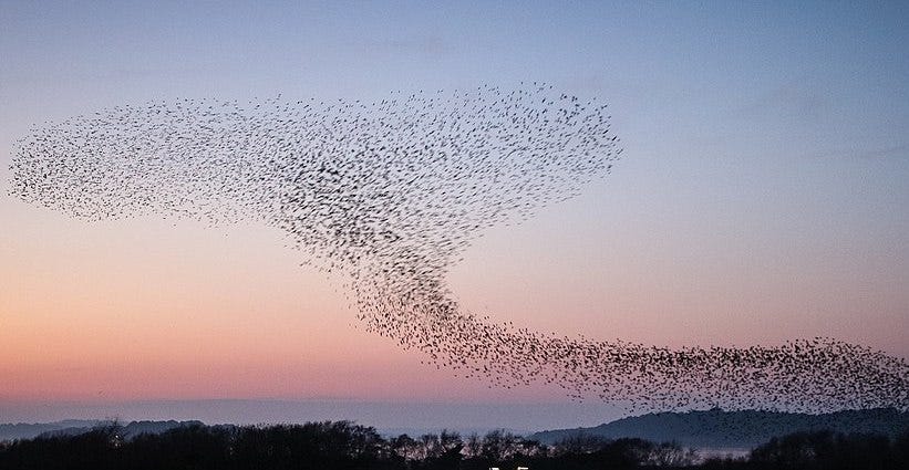 Literary Hub » From One Into Many: On the Science of Starling Murmurations Literary Hub » From One Into Many: On the Science of Starling Murmurations