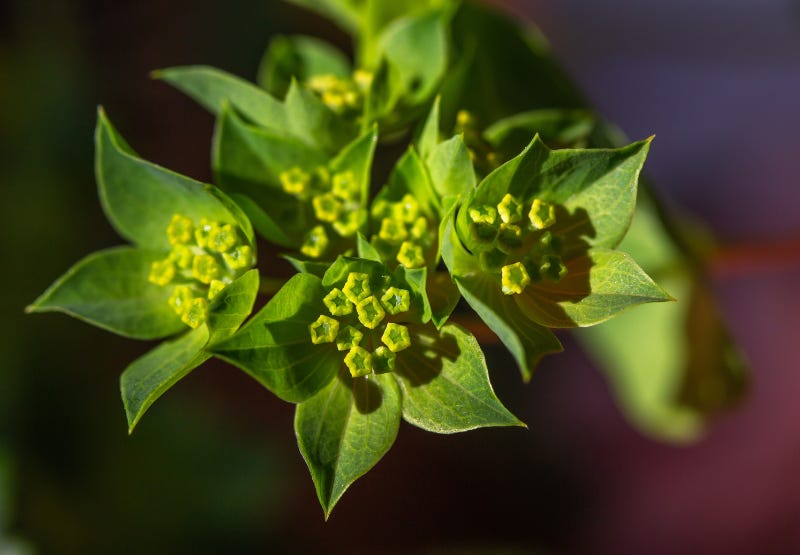 Bupleurum Appearance and Growth Bupleurum Appearance and Growth