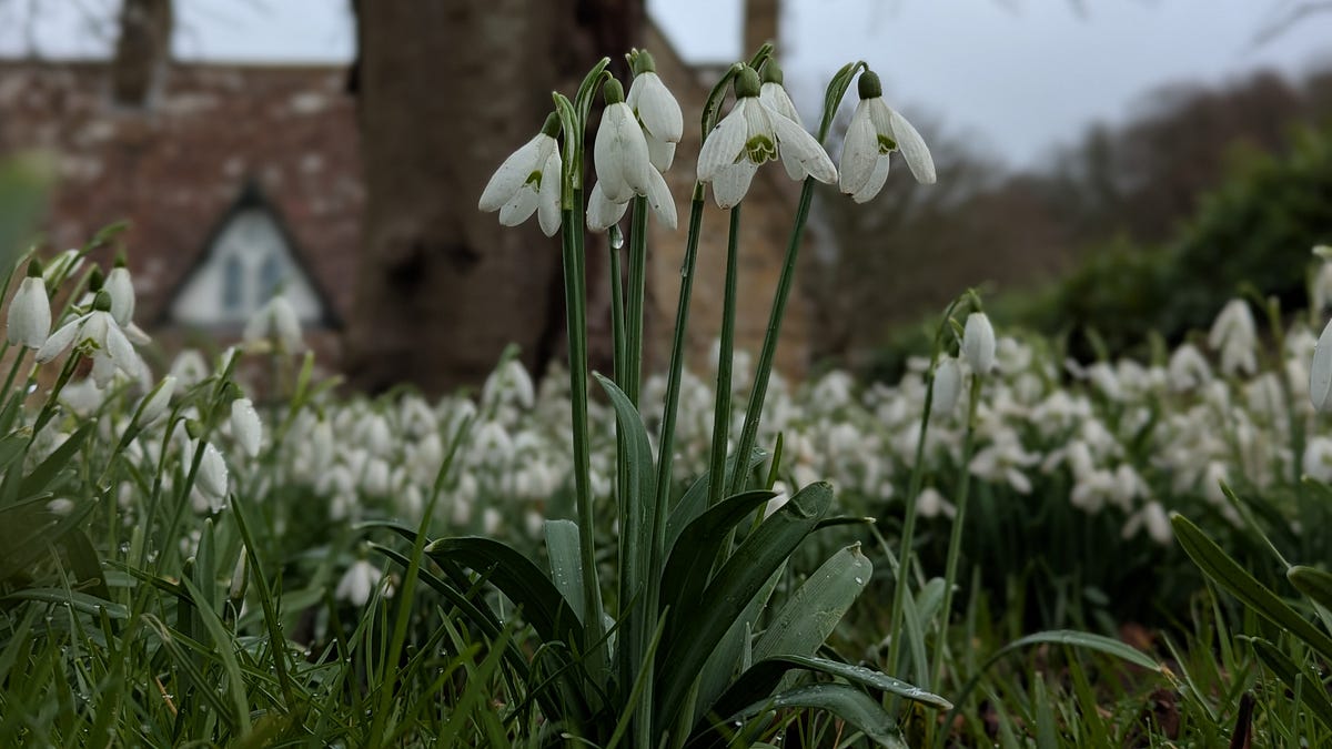 Sturring First Stirrings of the Turning Year - The Bard of Caer Dur
