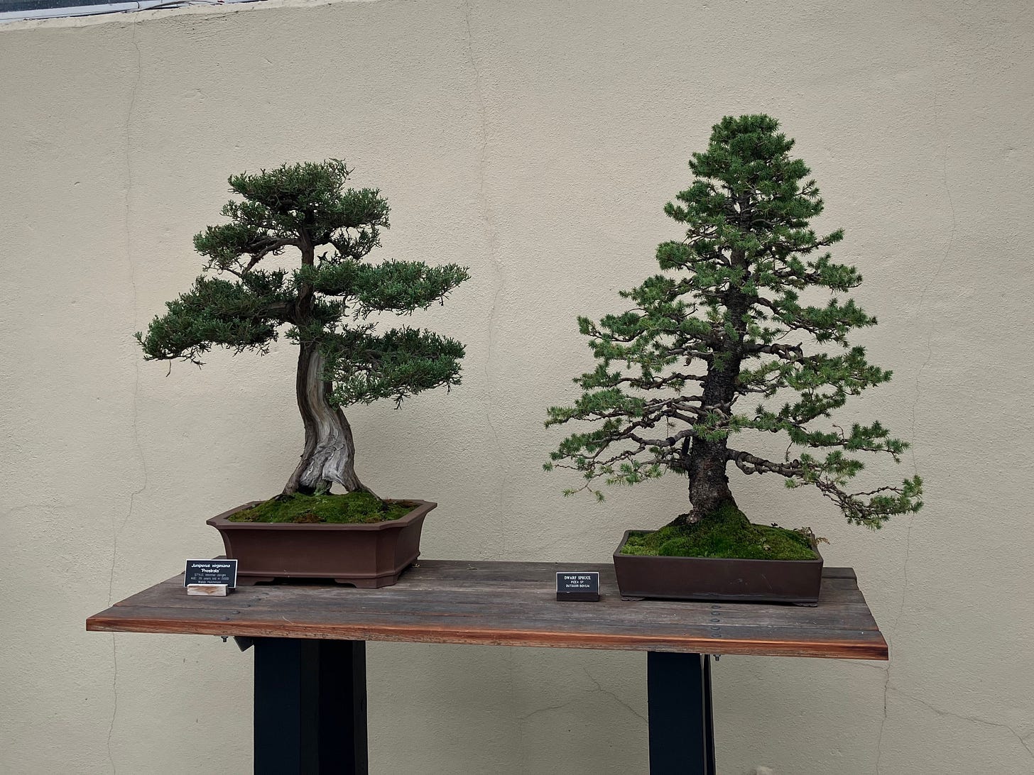 A set of two bonsai on display at the Brooklyn Botanic Garden.