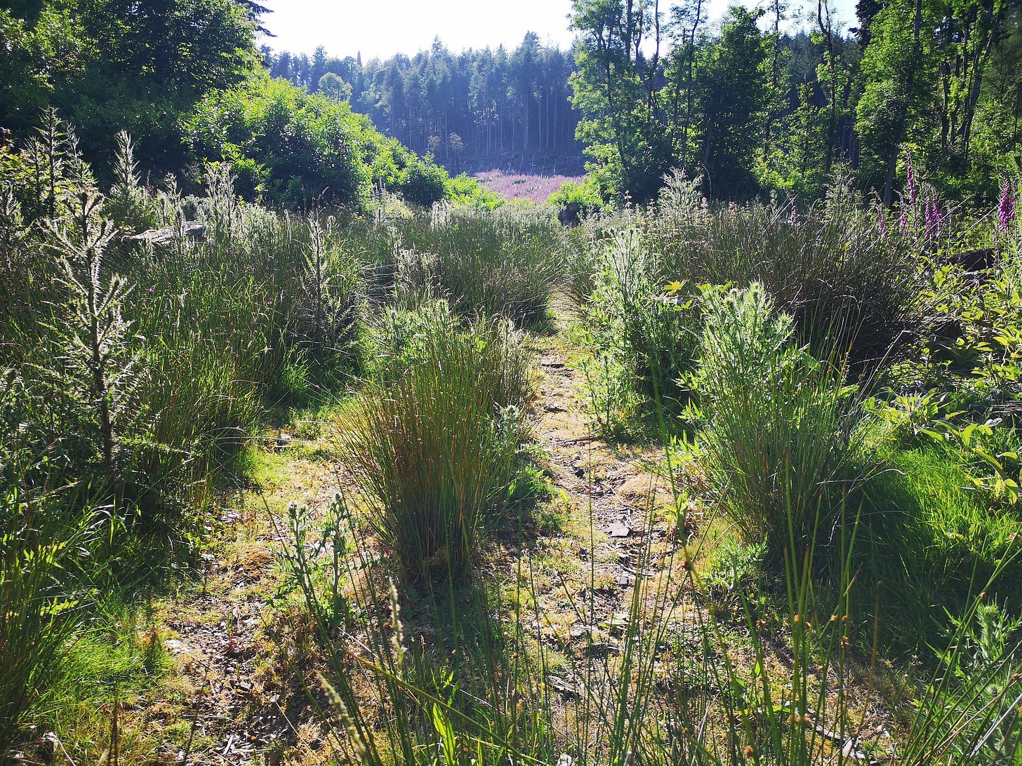 Scrubland in Exeter's Dawlish Park