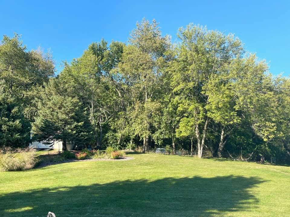 May be an image of nature, tree and grass