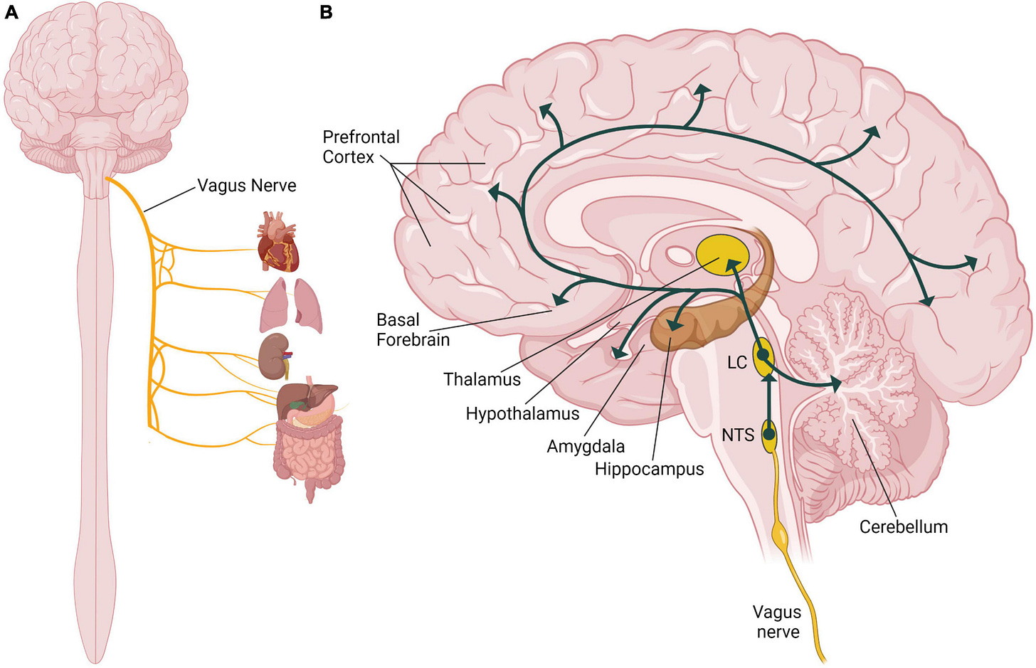 Frontiers | Vagus nerve stimulation: mechanisms and factors involved in  memory enhancement