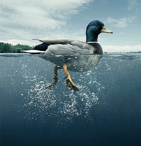 Ramblings of the Coherent Variety: Social Media Marketing: The Analogy of  the Duck
