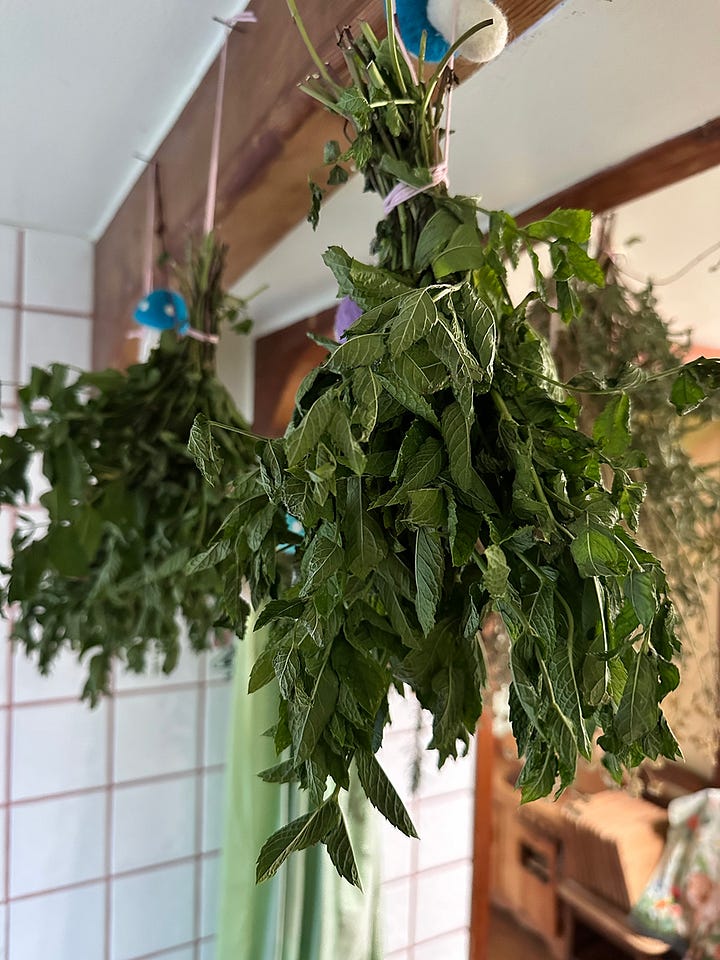 mint and papaya garden