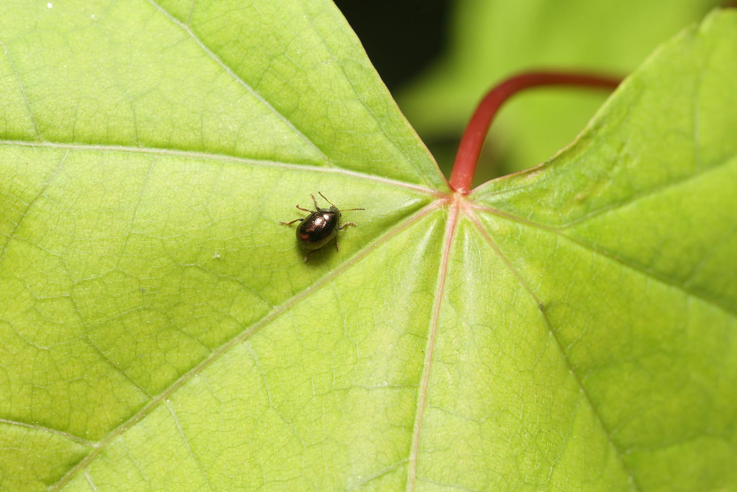 Overhead view of a small, oval-shaped, shiny brass-colored beetle on a bright green leaf with pale pink veins and a dark magenta petiole. Overhead view of a small, oval-shaped, shiny brass-colored beetle on a bright green leaf with pale pink veins and a dark magenta petiole.