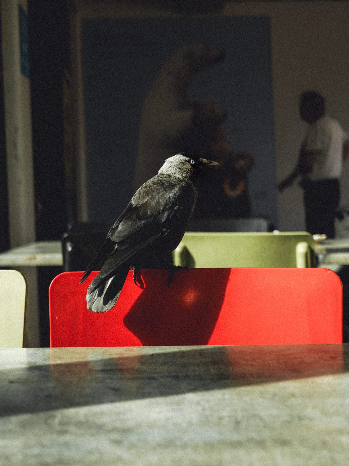 jackdaw finland
