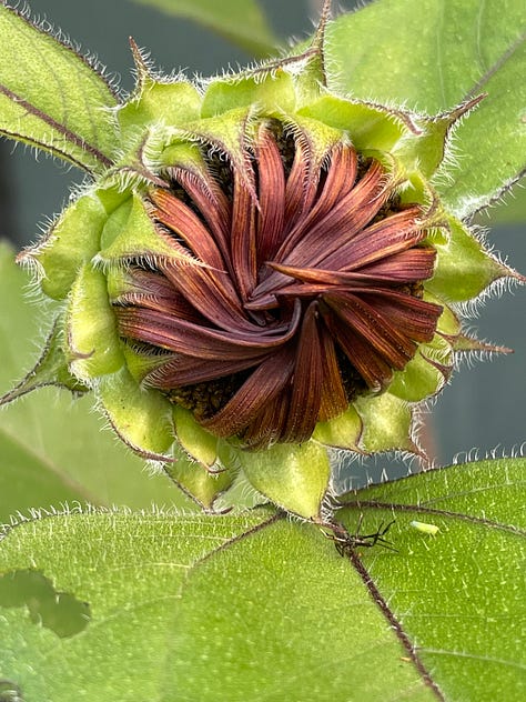 Just nice things.